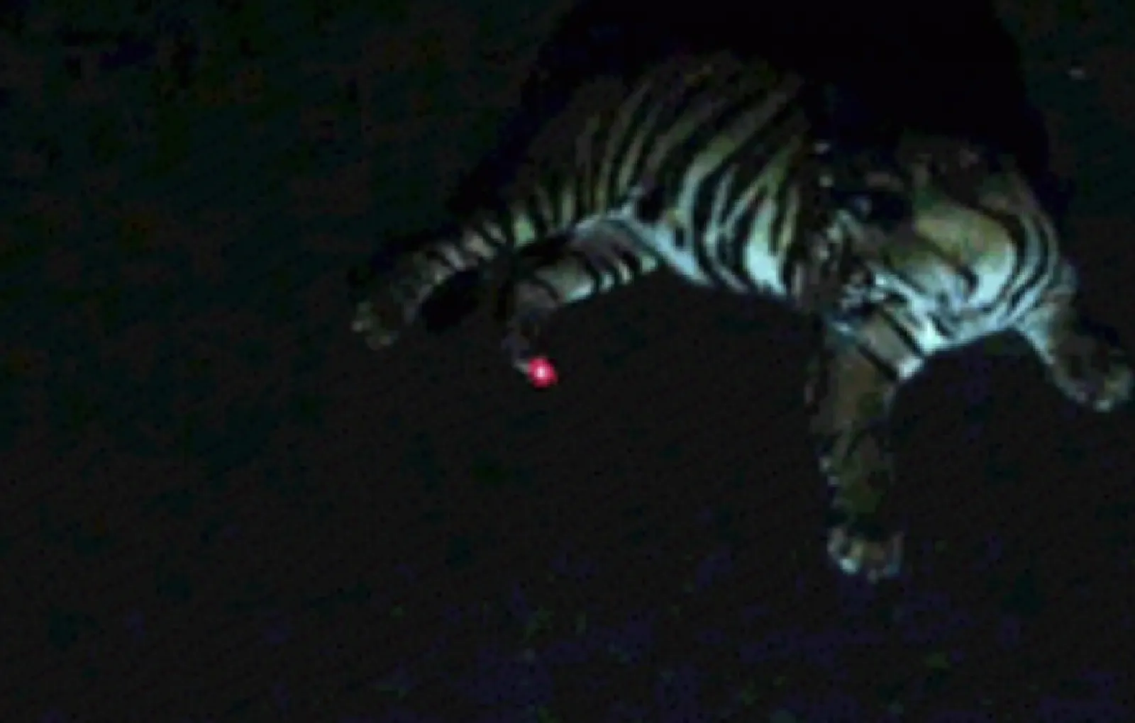 Тигров тоже интересуют странные красные точки.