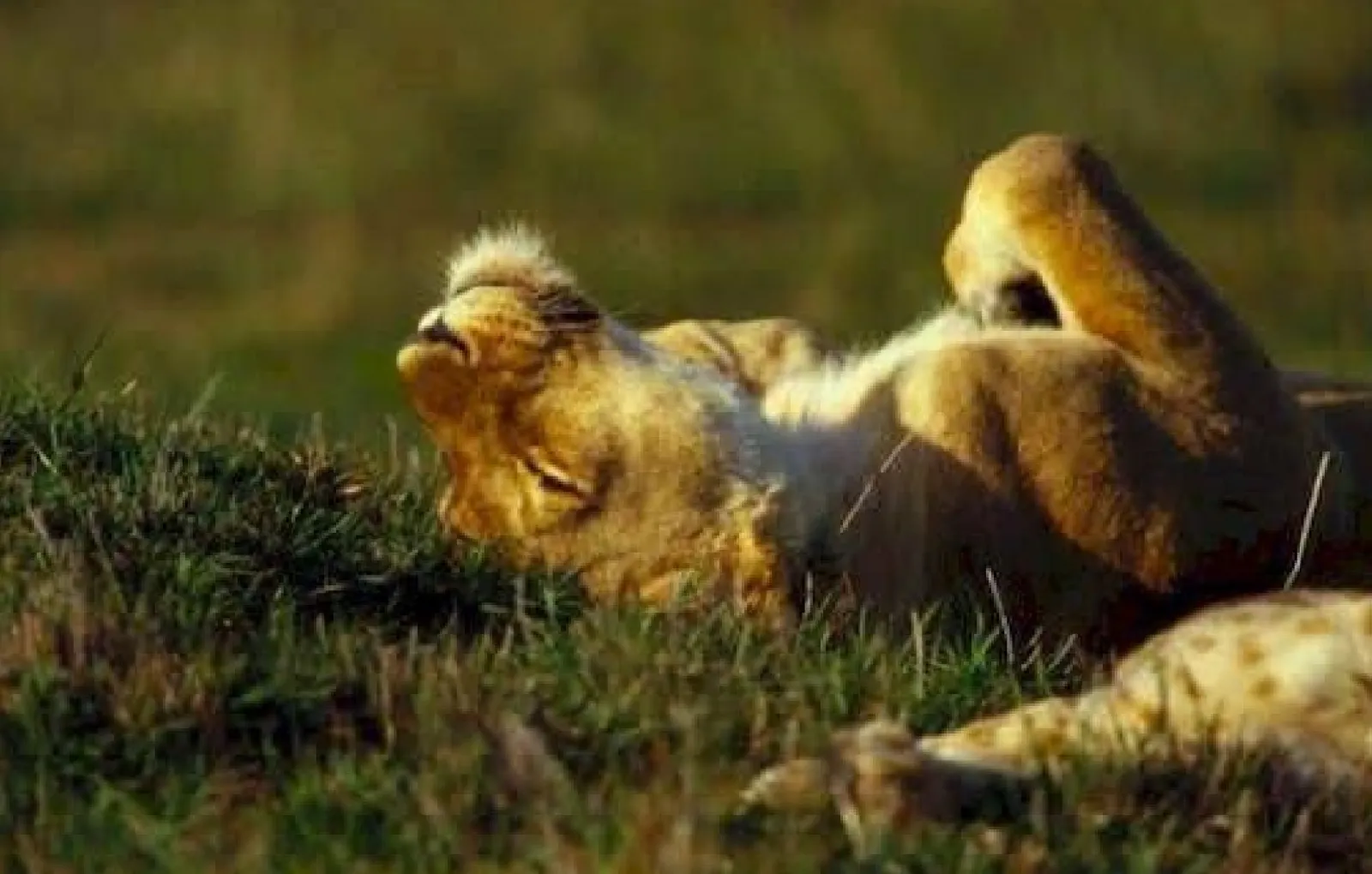 Получение витамина D.