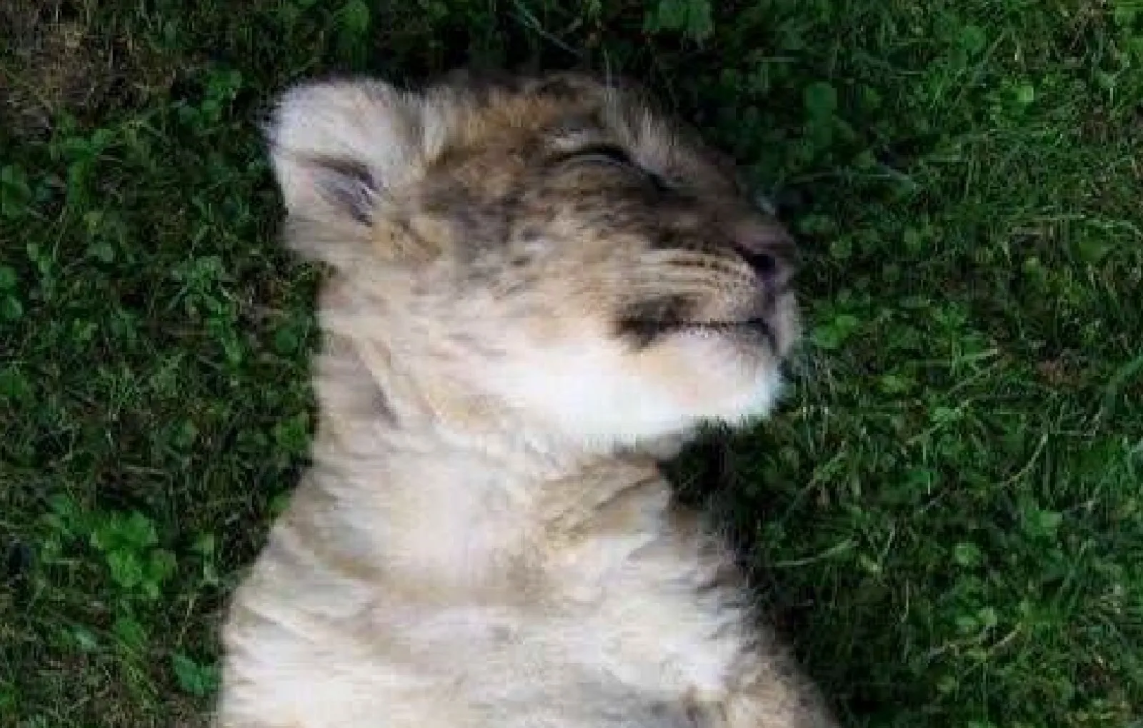 Так безмятежно спать могут только котики.