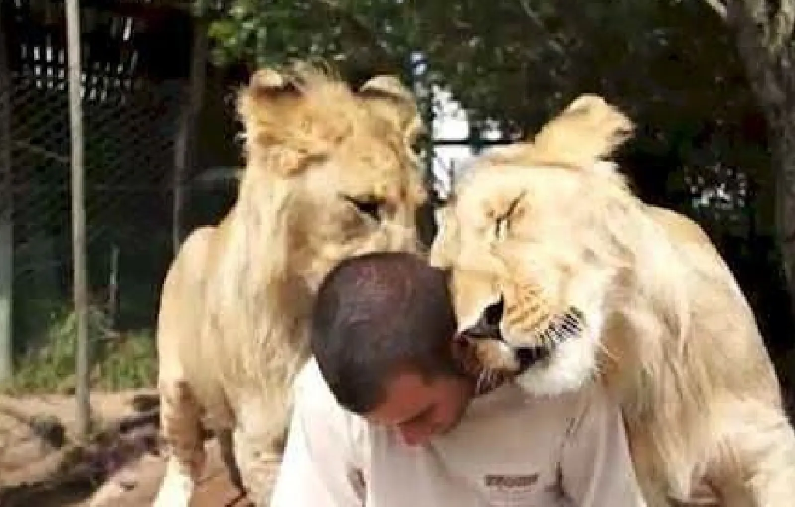 Хорошо, что они пришли к нему за лаской не в пять утра.