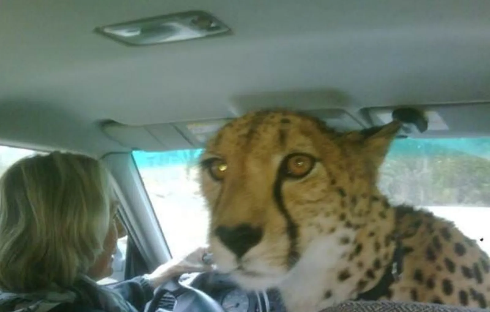 «Мы же не к ветеринару, правда?»