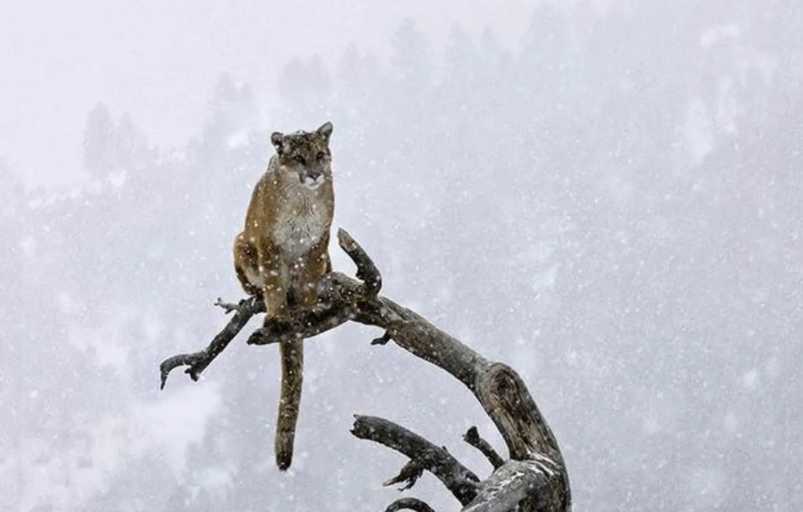 Как и почему он там оказался?