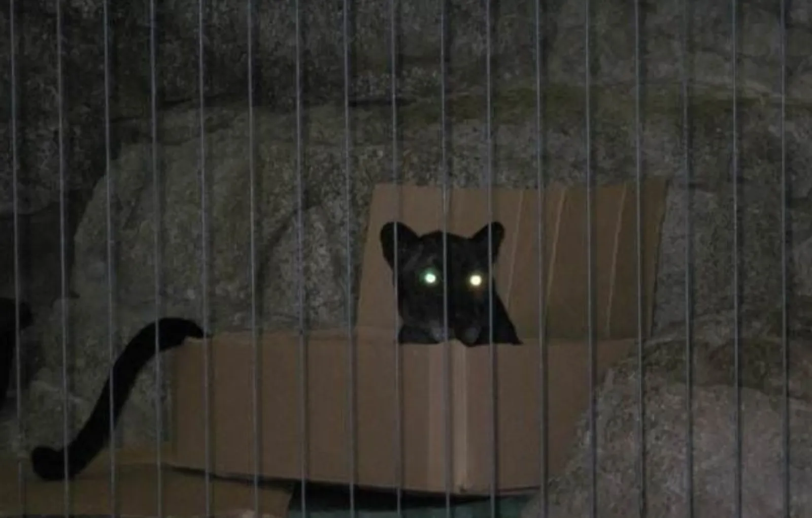 Котики и коробки неотделимы.