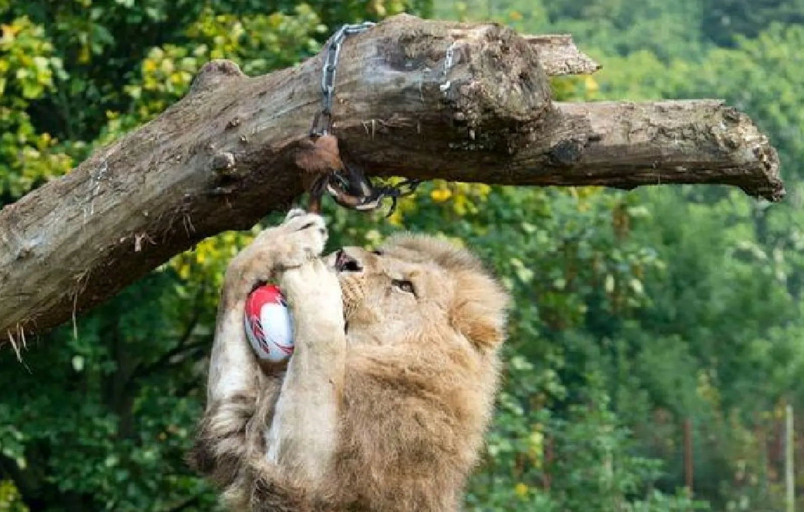 Большим котам тоже нужны игрушки.