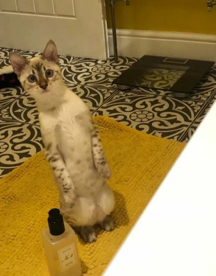 «Мой бенгальский котенок, Пикси, выглядел очень обеспокоенным, когда впервые увидел меня в ванне!»