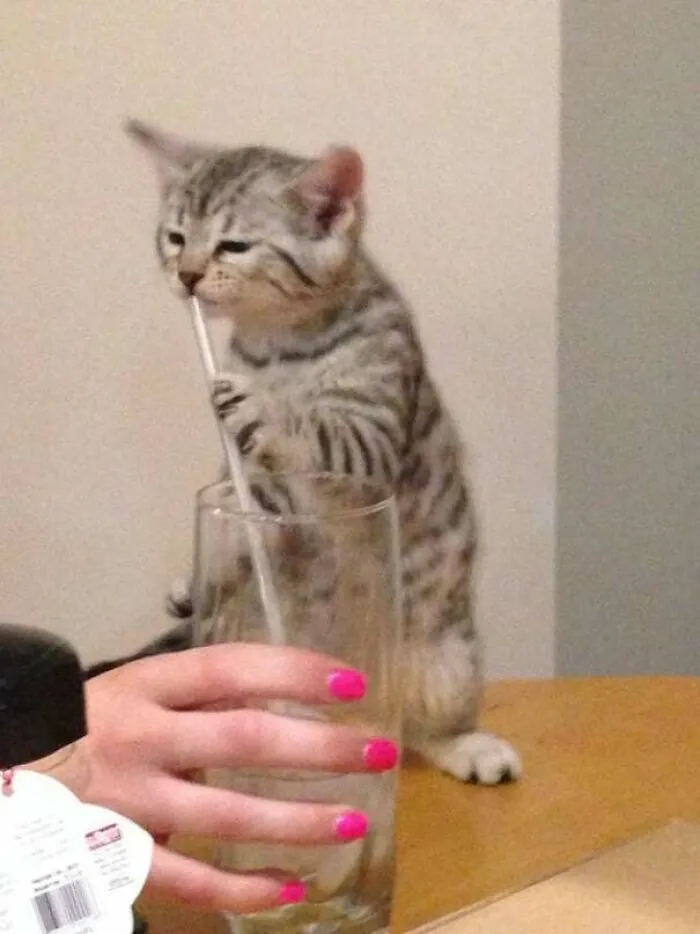 «Только что принесли домой нового бенгальского котенка. Он уже обустроился».