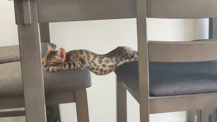 «Бенджамин решил, что одного стула недостаточно».