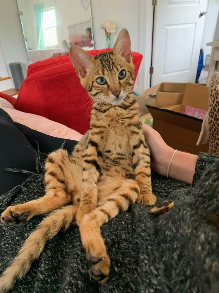 «Не понимаю, почему это маленькое существо такое милое».