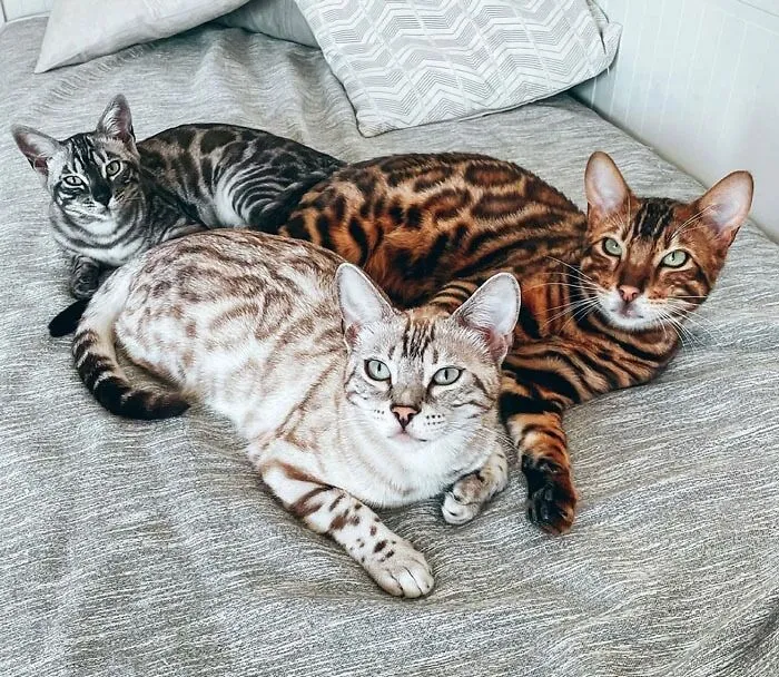 «Диско, Дина и Дейзи».