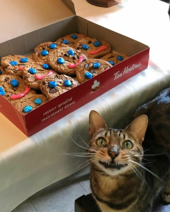 «Мой Бенгал».