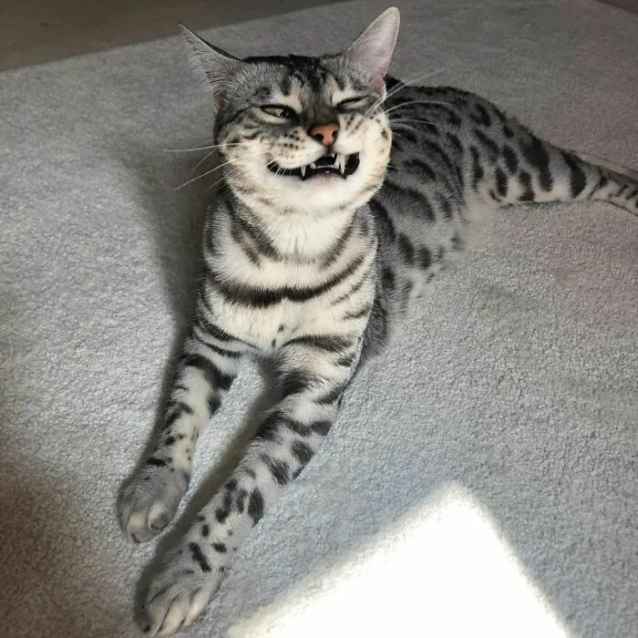 «Что думает Луна об её посещении ветеринара сегодня утром».