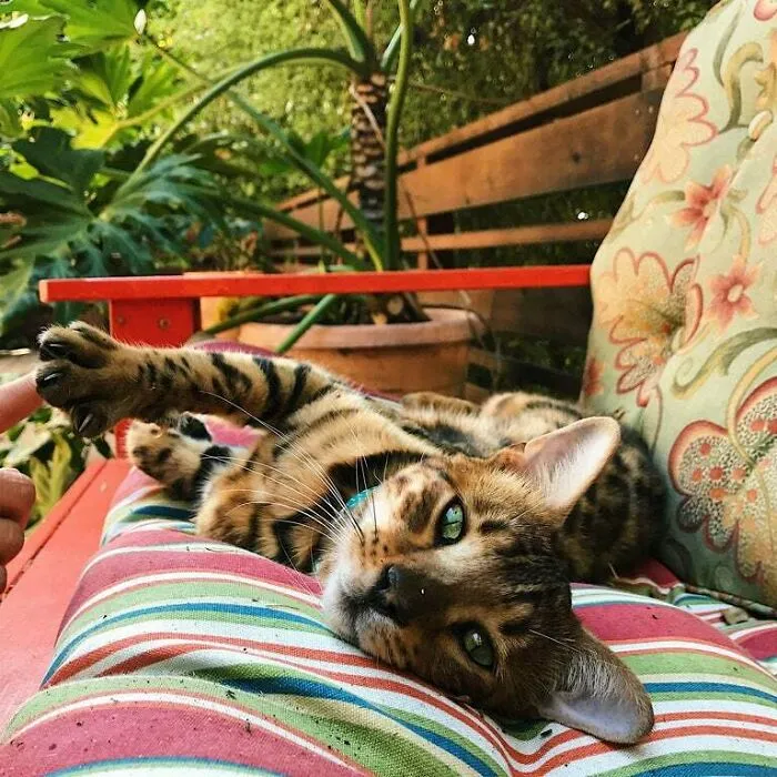 «Соседская бенгальская кошечка иногда заглядывает к нам».