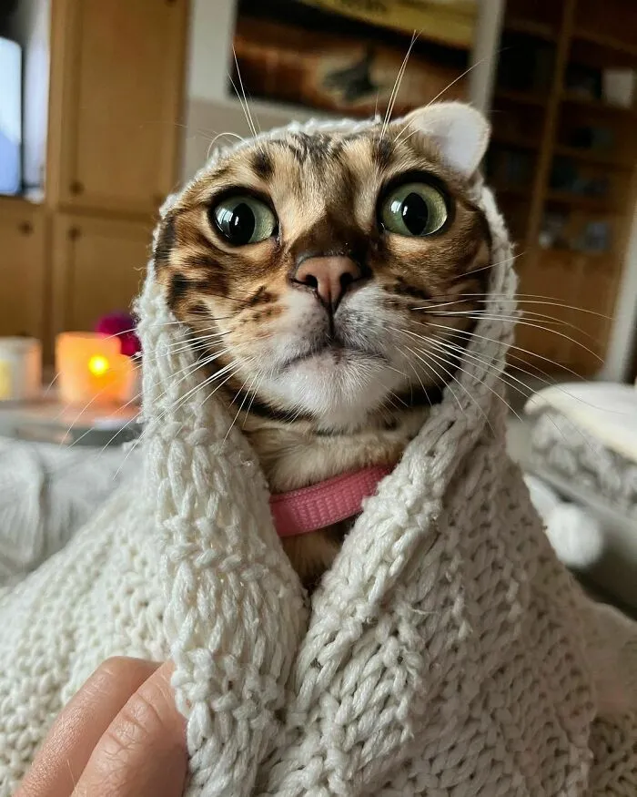 «Принцесса Прима».