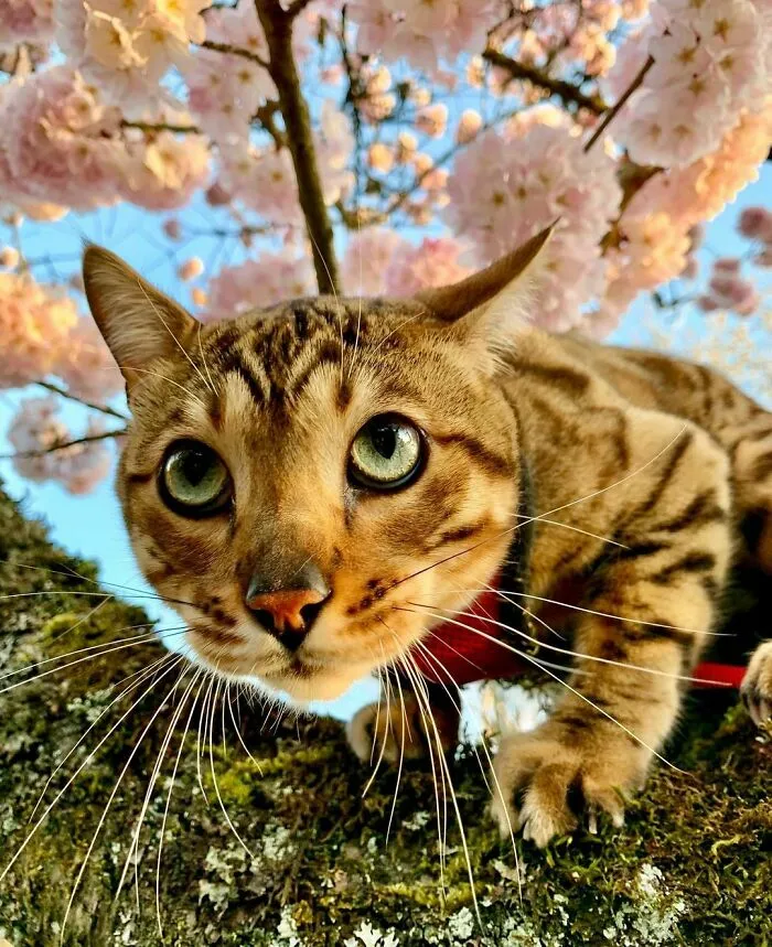 «Бенгальская кошка по кличке Момо».