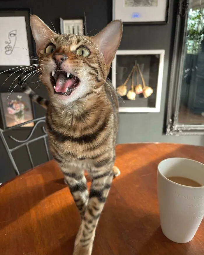 «Ей всегда есть что сказать».