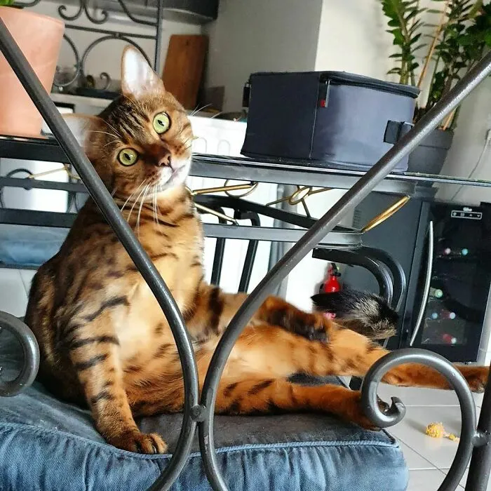 «Симпатичная бенгальская кошка по кличке Пепси».