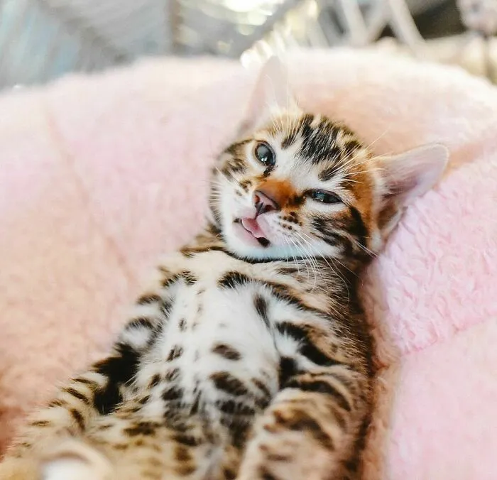 «Милый бенгальский котенок».