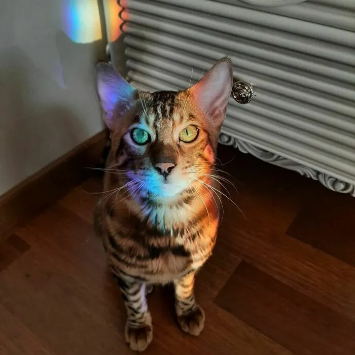 «Бурый бенгальский кот по кличке Иван».