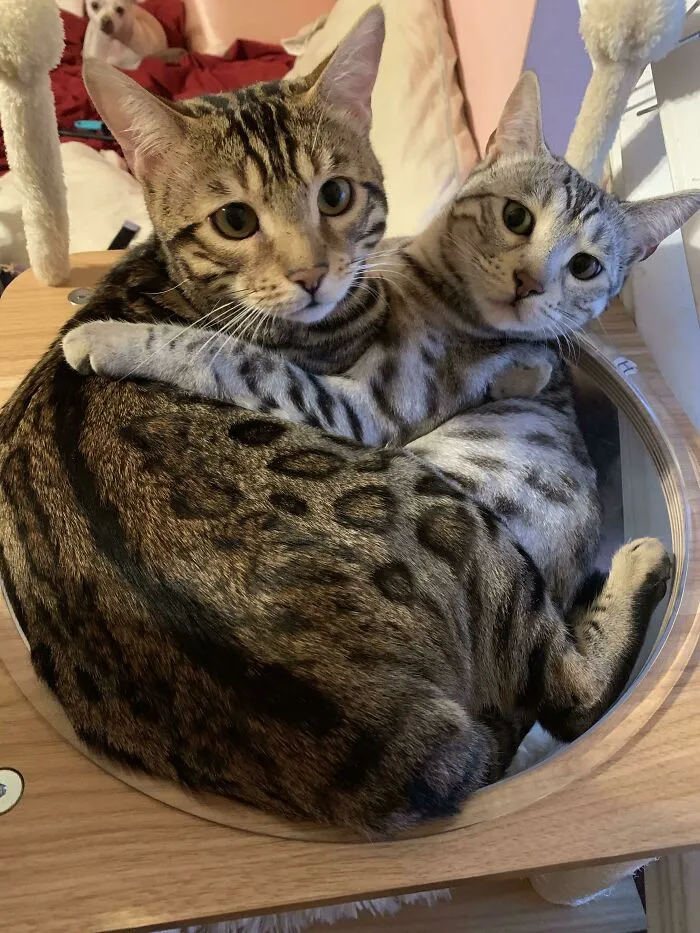 «Лучшие бенгалы».