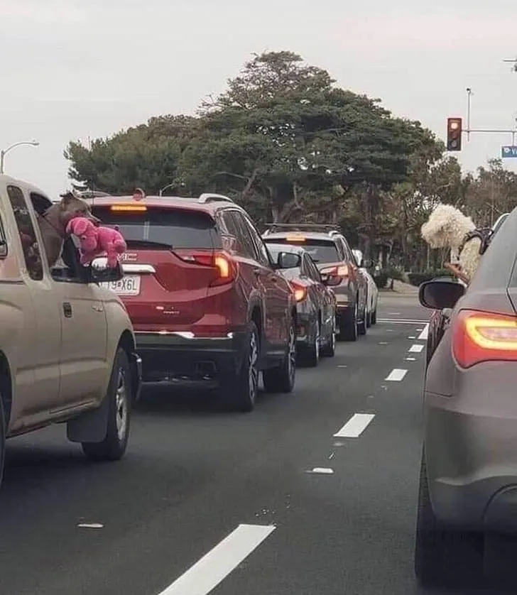 Этот питбуль вытащил своего плюшевого мишку, чтобы показать его собаке в другой машине.