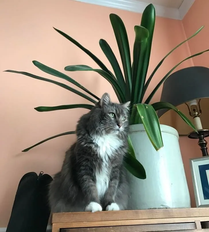 Это Чак Норрис, и он не умеет мяукать. Но, чтобы привлечь внимание хозяев, он хлопает по комнатному растению. 