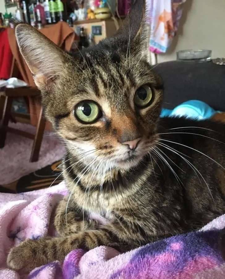 «Мы с моей кошкой вместе уже 14 лет. Я беременна, и недавно она сделала для меня гнездо из вещей для родов».