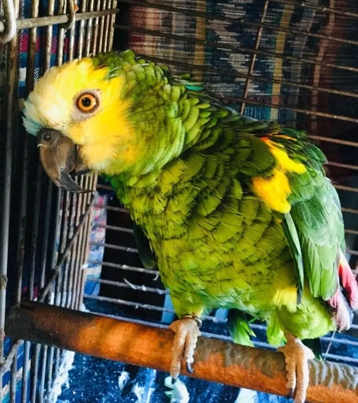 «Наш попугай Поли умеет говорить «привет» и «мама», может свистеть, лаять и мяукать».