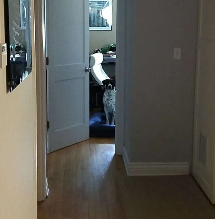 «Я давал своей собаке лакомство каждый раз, когда подходил к своему рабочему столу и в итоге сделал ее моим руководителем. Вот она ждет в кабинете, когда я перестану есть обед и вернусь к работе».