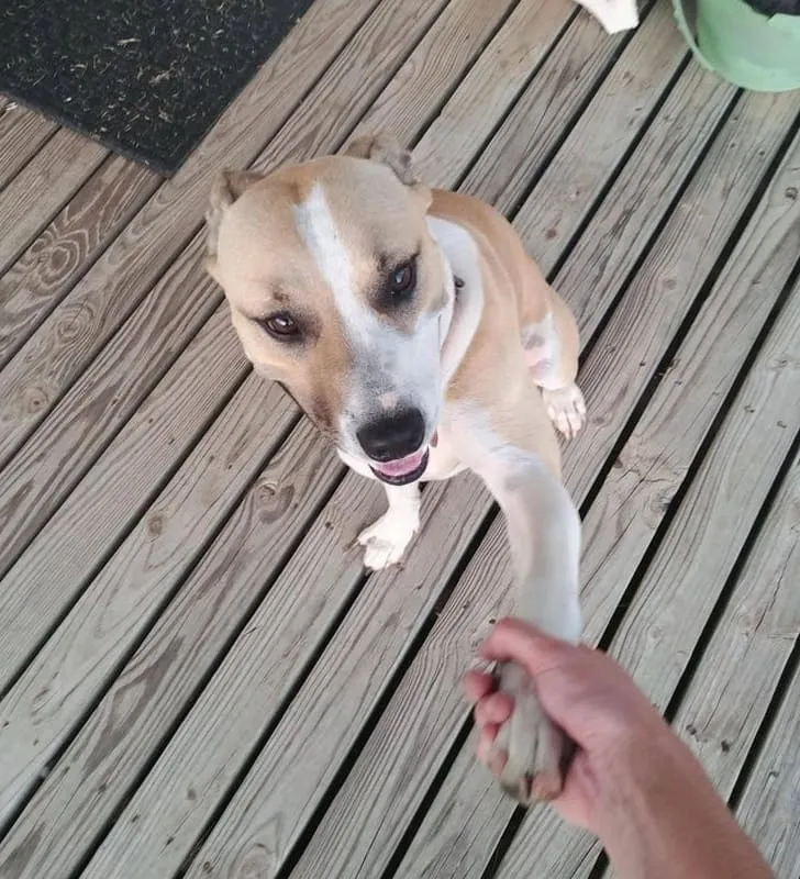 «Эта соседская собака приходит к нам каждый день, когда мы возвращаемся домой, чтобы получить угощение. Она знает, что очаровательна и что мы не сможем ей отказать». 