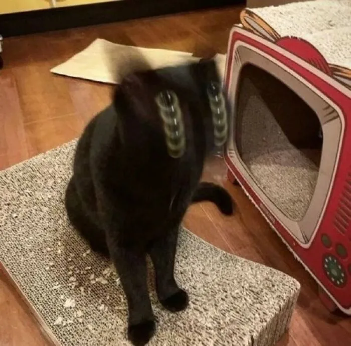 Когда переборщил с кошачьей мятой.