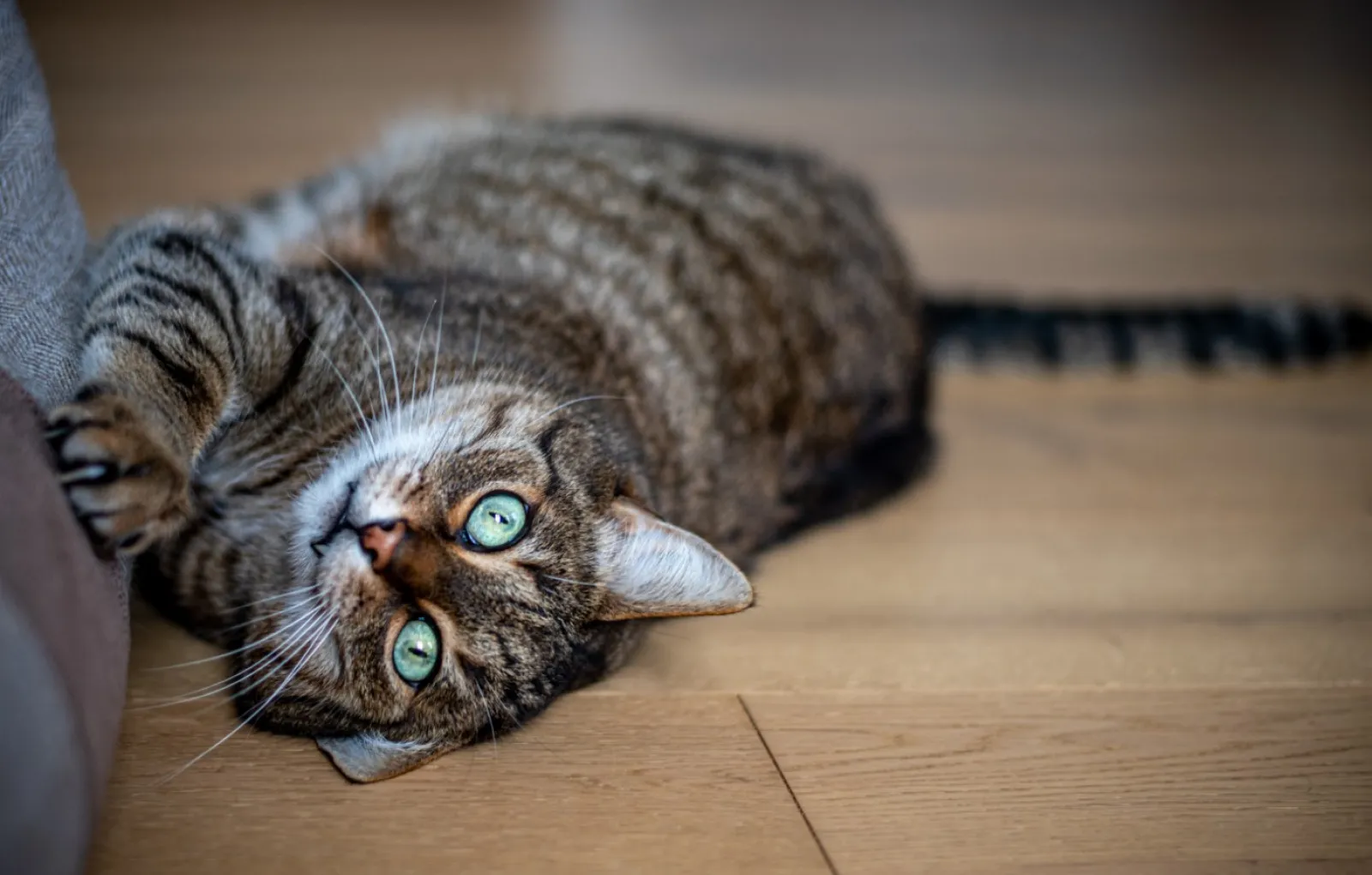 Как защитить мебель и обои от когтистых лап кошки