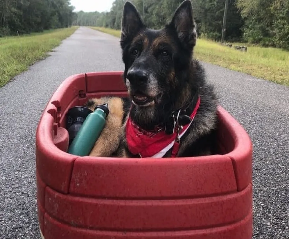 «Нашему псу Хогану уже 14 лет, и в последнее время он часто гуляет только в своей тележке».