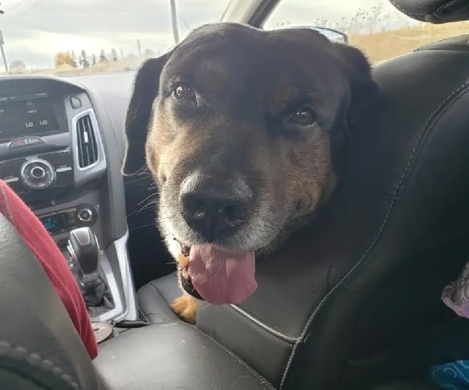 «После пяти дней разлуки мой пес не может оторвать от меня взгляд».