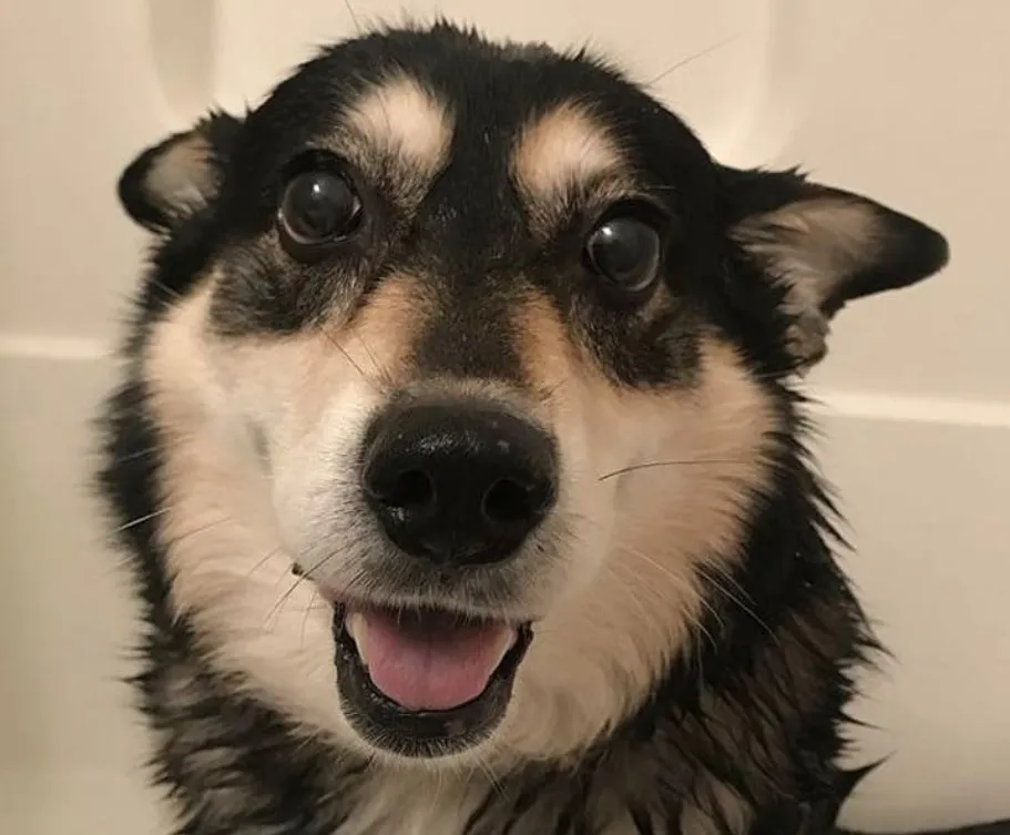 «Эта красотка была рядом со мной в самые прекрасные и трудные моменты моей жизни».