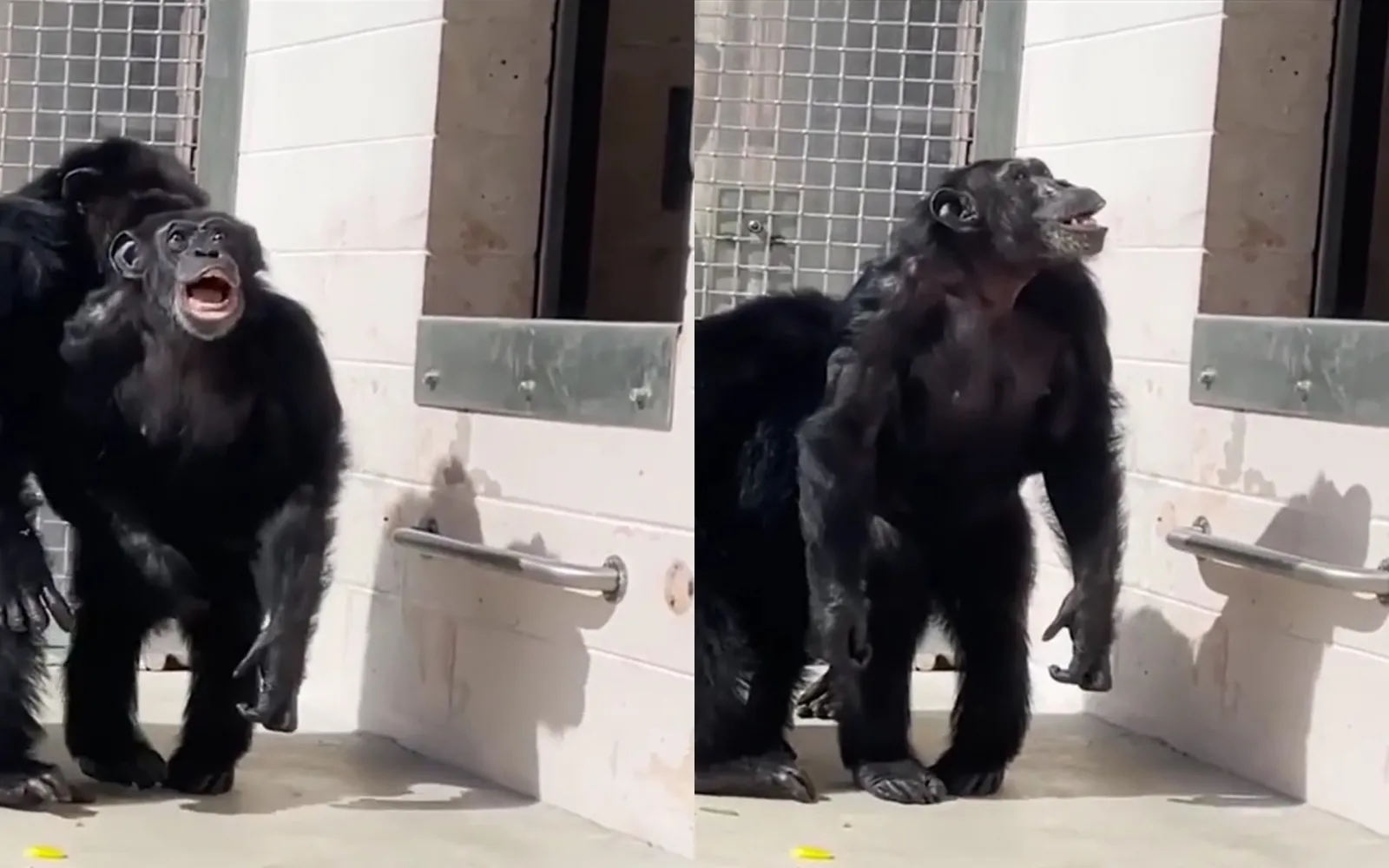 Шимпанзе Ванилла впервые увидела небо.