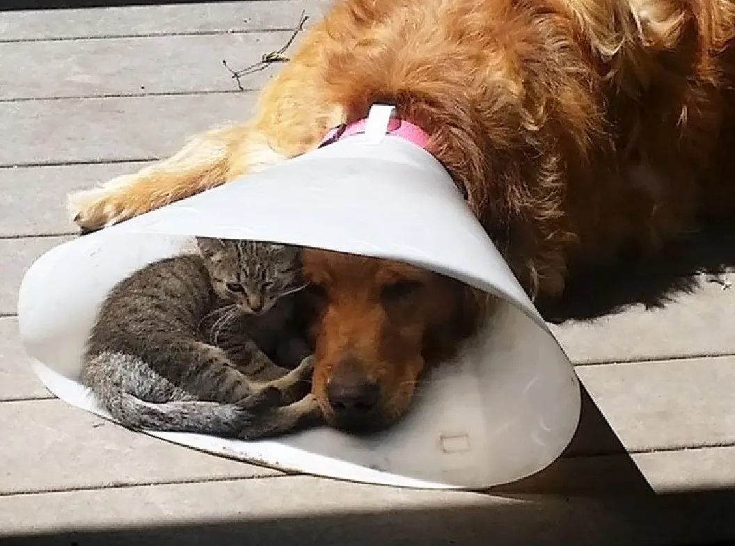 «Я просто составлю тебе компанию, а заодно спрячусь от солнца».