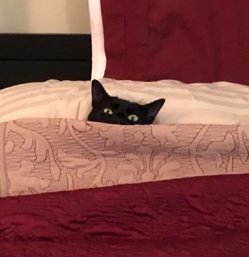 «Я собирался заправить постель, а этот парень мне помешал». 