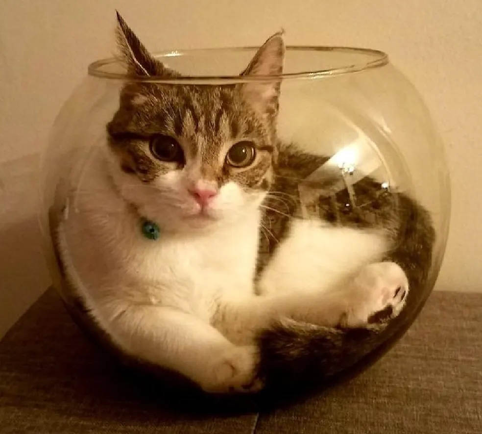 Когда так любишь рыбу, что хочешь ей стать. 