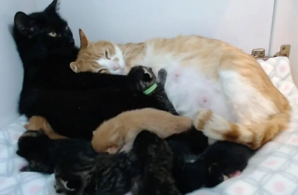 Большая кошачья семья.