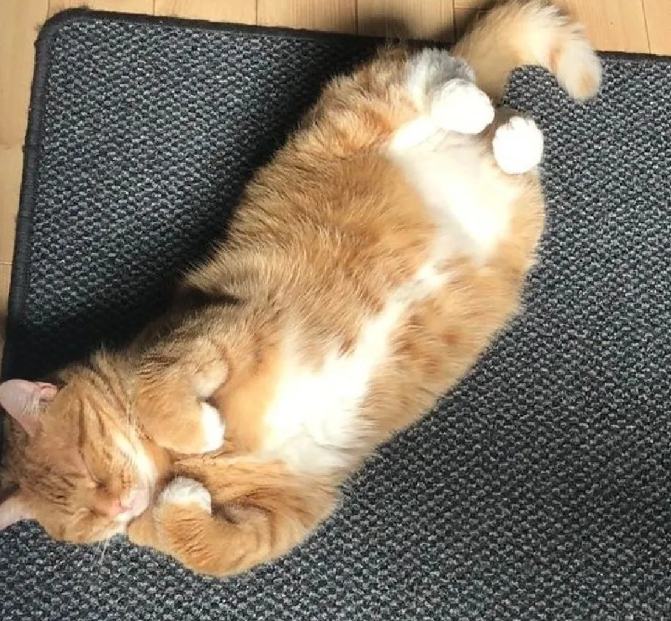 Пройти мимо и не погладить невозможно.