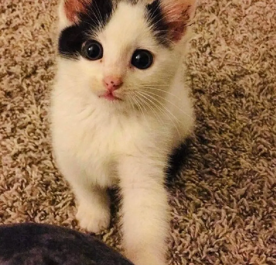 «Человек, возьми меня на ручки».