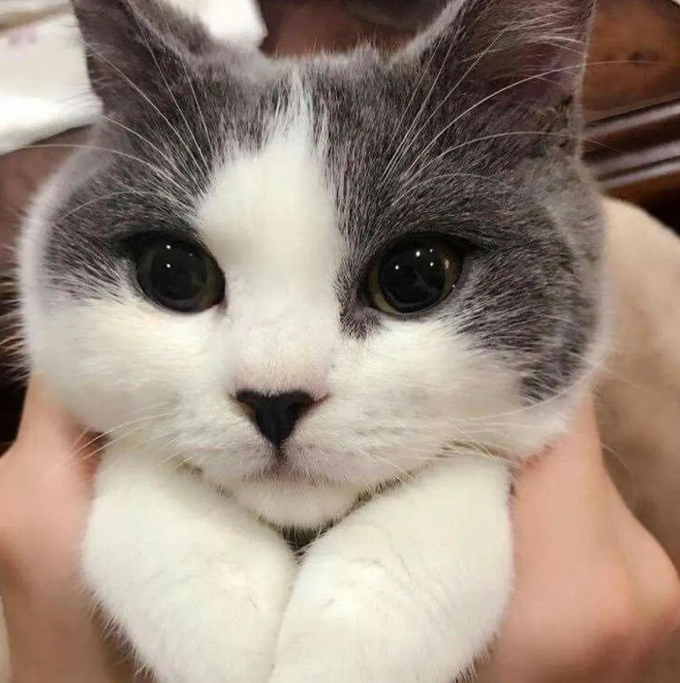 Так и хочется потискать эти пухлые щечки.