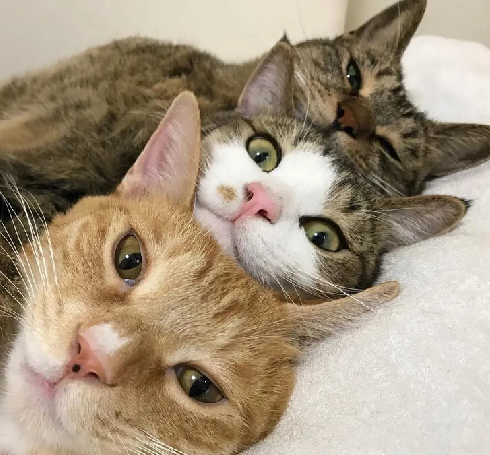 Лучшие друзья на совместной ночевке.