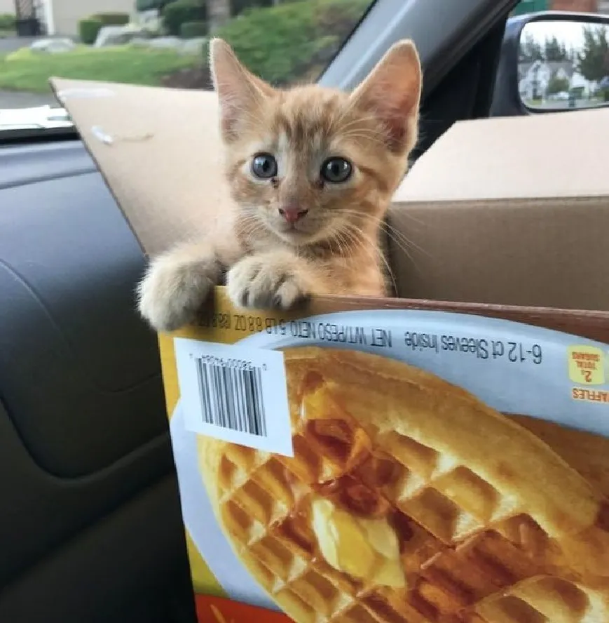 Самая лучшая вафелька.