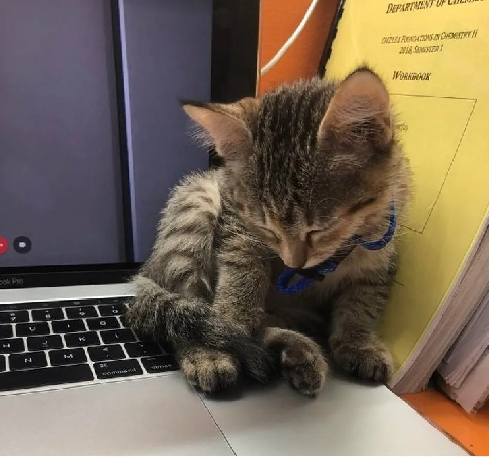 «Мой кот заснул за моим компьютером».