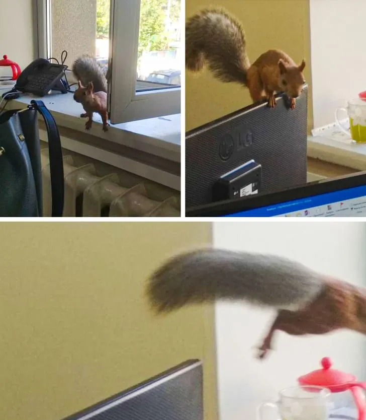 «Ко мне в гости заглянула белка».