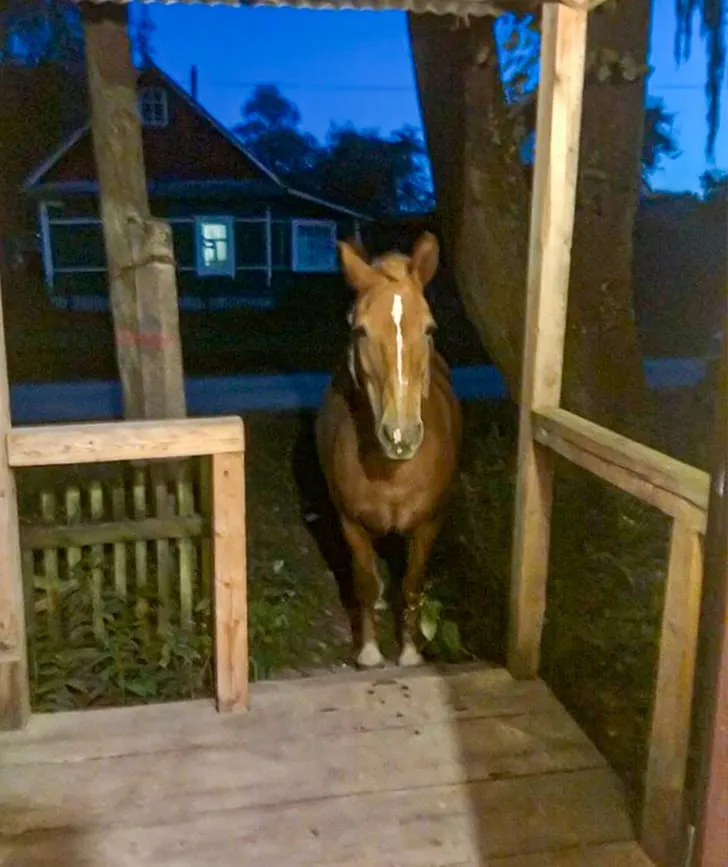 «Я услышал какой-то шум на крыльце и вышел на улицу. Эта лошадь пришла ко мне в гости».