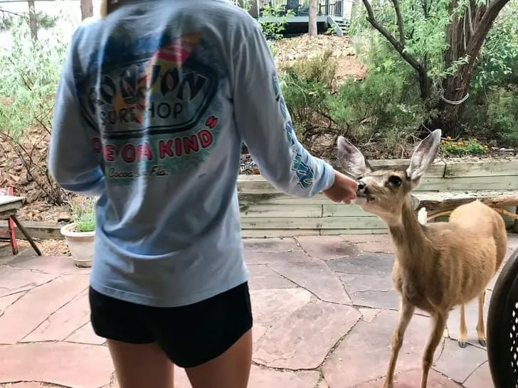 «Наш милый утренний гость».