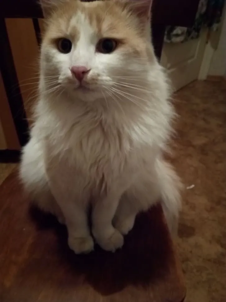 «Это Джимми. Я не знаю его настоящего имени. Он приходит ко мне домой и кричит, а я впускаю его и кормлю. Он запрыгивает на мой стул, чтобы вздремнуть несколько часов, а затем молча уходит».