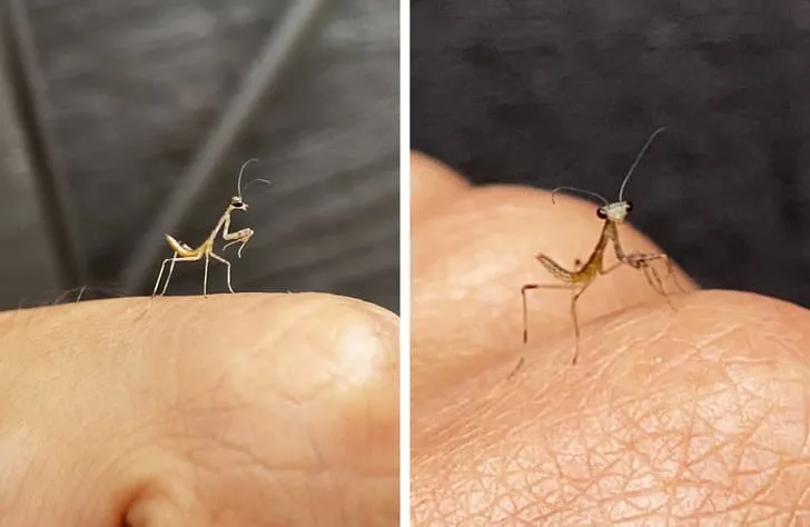 «Сегодня меня навестил малыш-богомол».